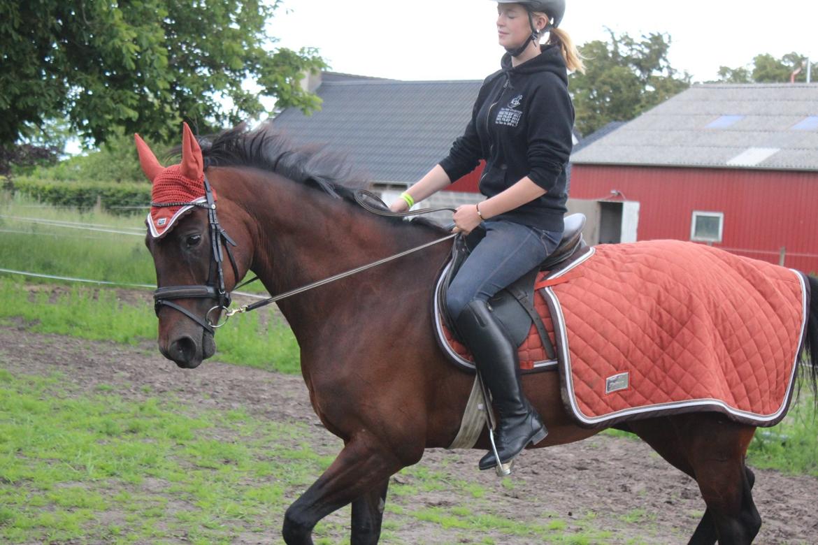 Pinto tell me - det går fremad efter vi startet 'forfra' billede 6