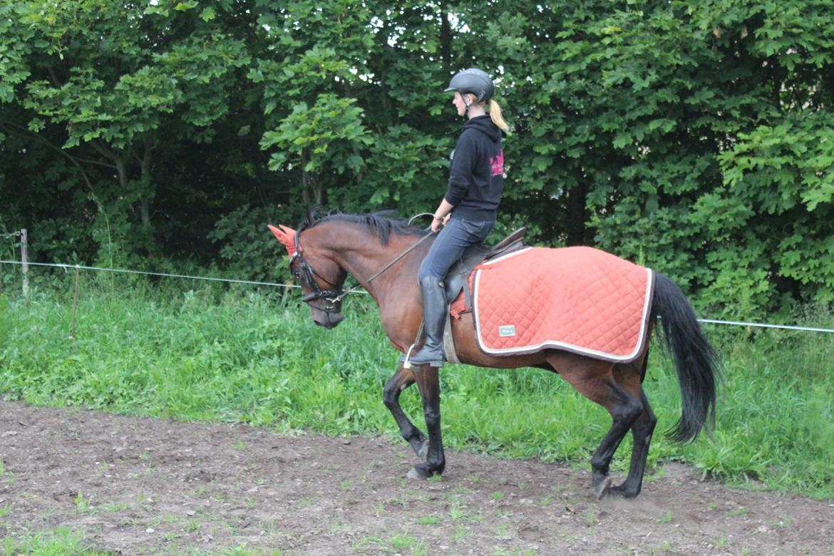 Pinto tell me billede 9