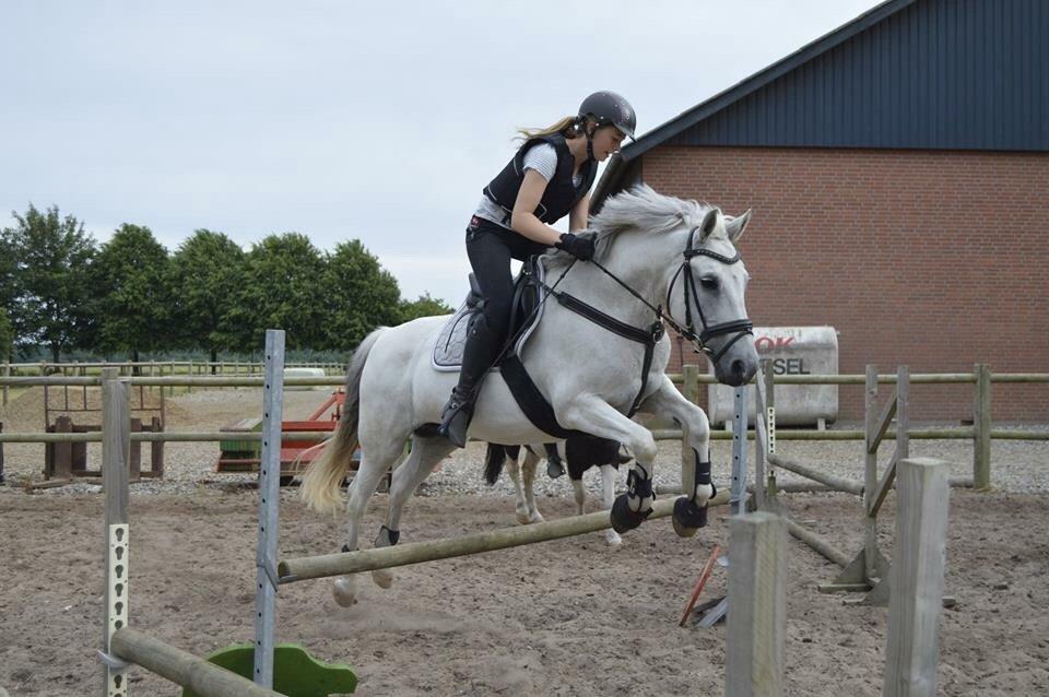 Anden særlig race Cirkeline *Tidligere lånepony* billede 8