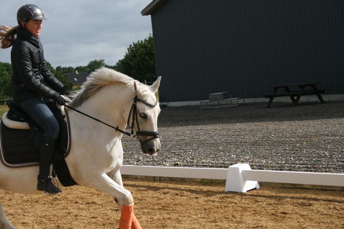 Anden særlig race Cirkeline *Tidligere lånepony* billede 9