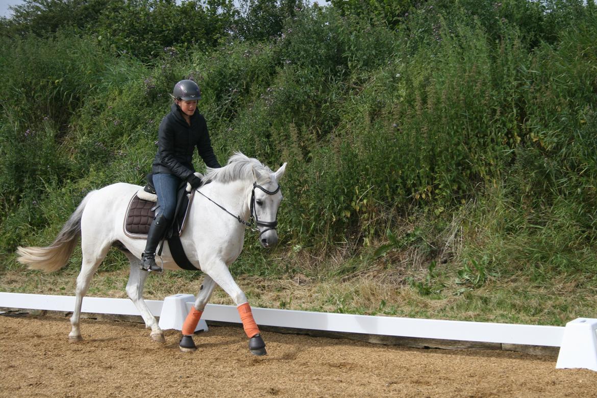 Anden særlig race Cirkeline *Tidligere lånepony* billede 13