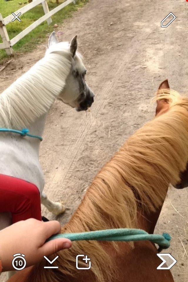 Anden særlig race Rocky - På ridelejr med Cindy og Marie Sofie. billede 5