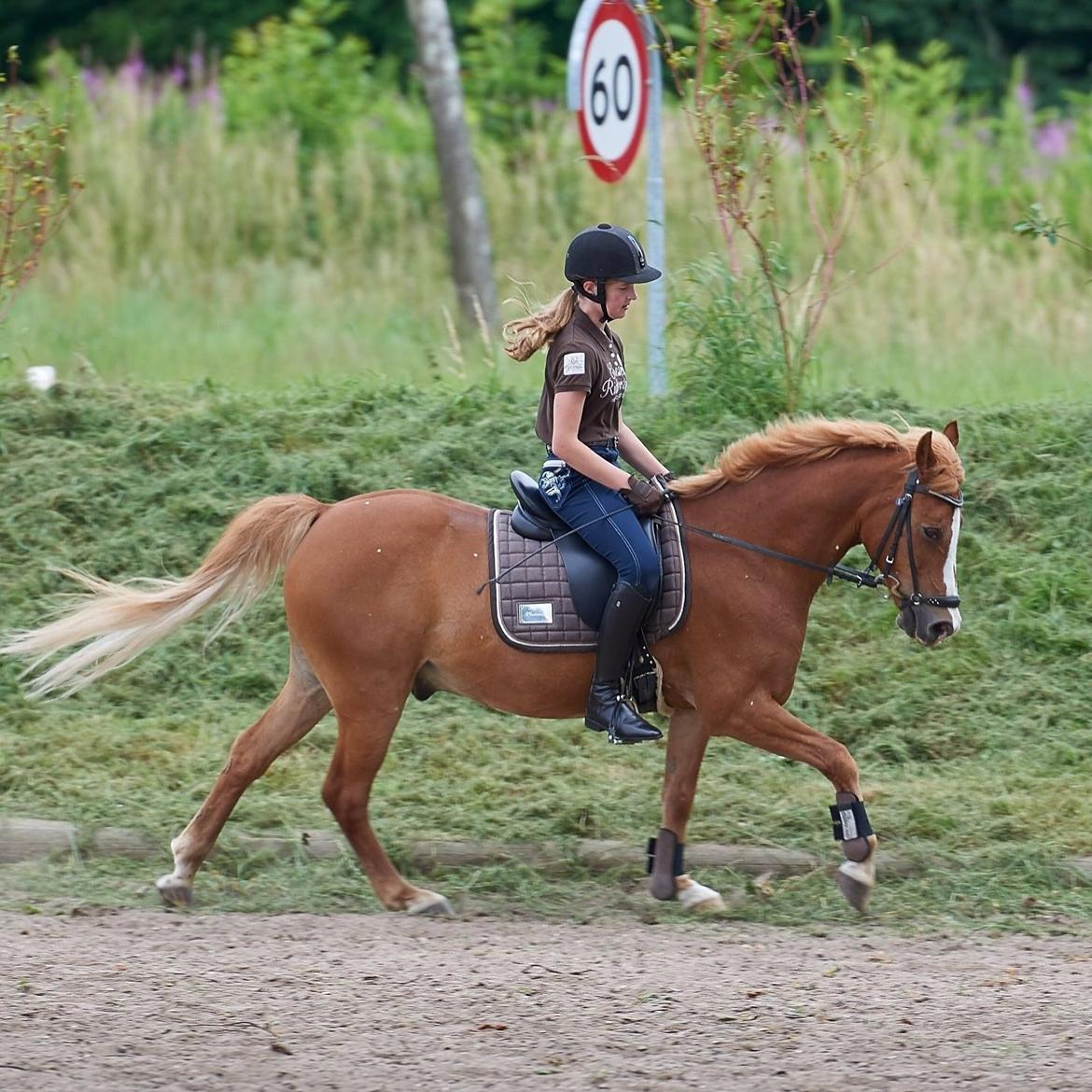 Anden særlig race Rocky billede 19
