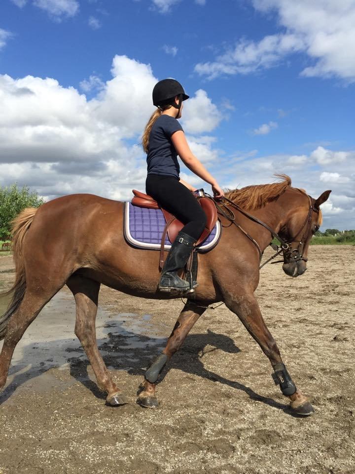 Irsk Sportspony Airforce One - I gummistøvler og det hele..xD billede 7