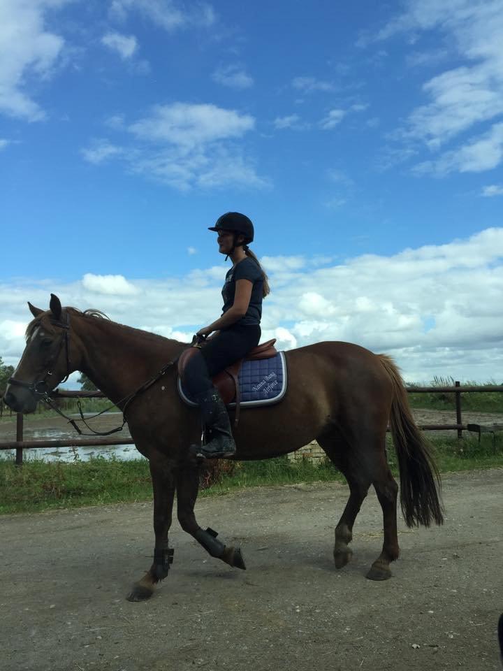 Irsk Sportspony Airforce One billede 8