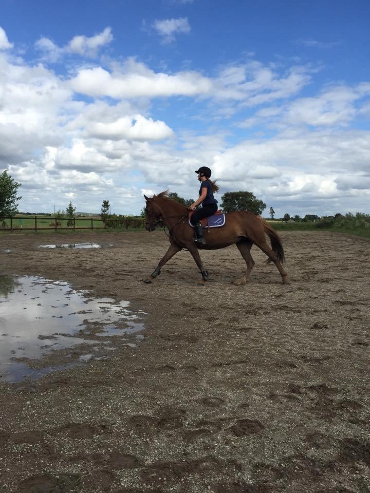 Irsk Sportspony Airforce One billede 9