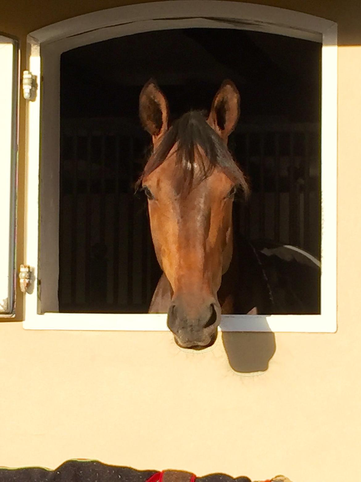 Dansk Varmblod Tankedals Hurricane billede 2