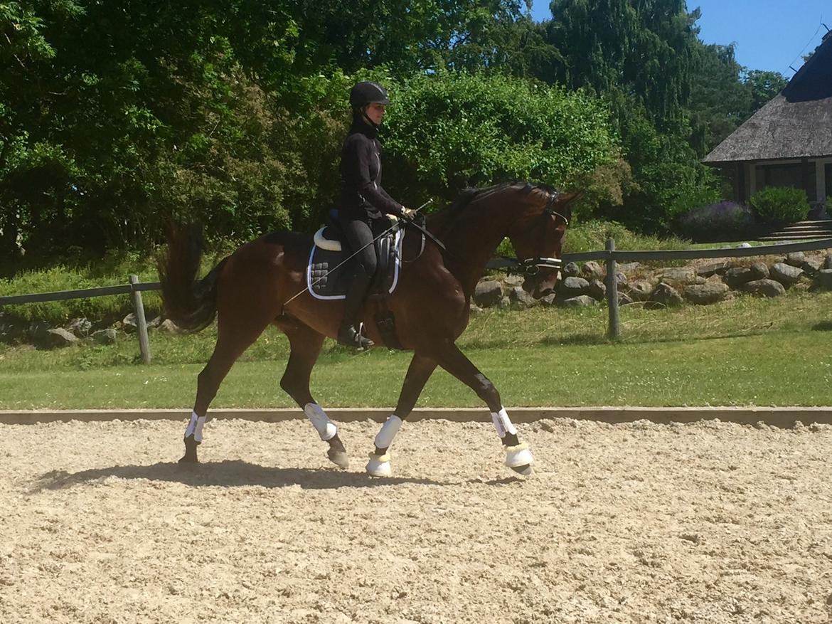 Dansk Varmblod Tankedals Hurricane billede 4