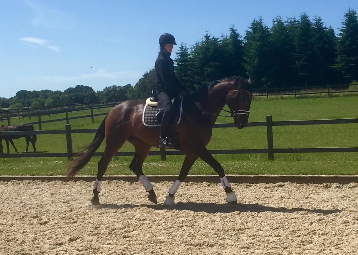 Dansk Varmblod Tankedals Hurricane billede 5