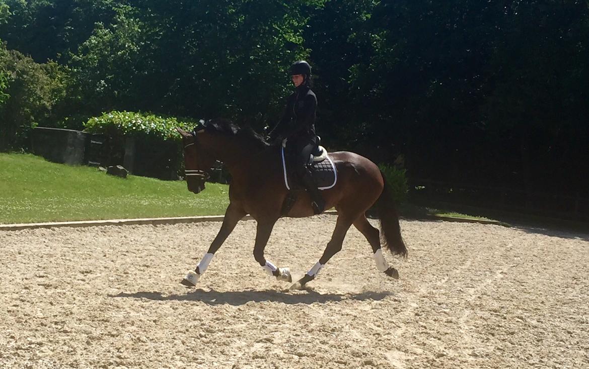 Dansk Varmblod Tankedals Hurricane billede 6