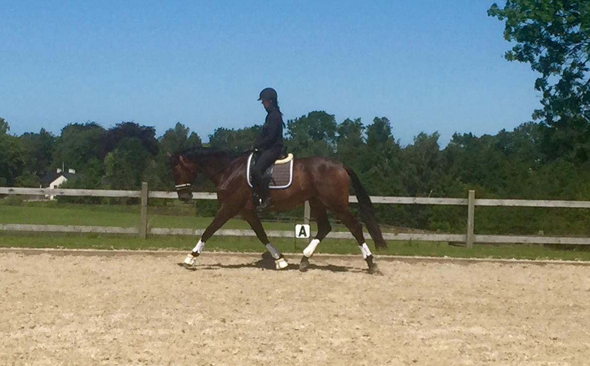 Dansk Varmblod Tankedals Hurricane billede 7