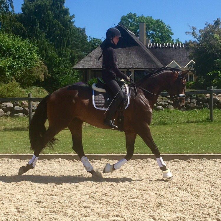 Dansk Varmblod Tankedals Hurricane billede 8