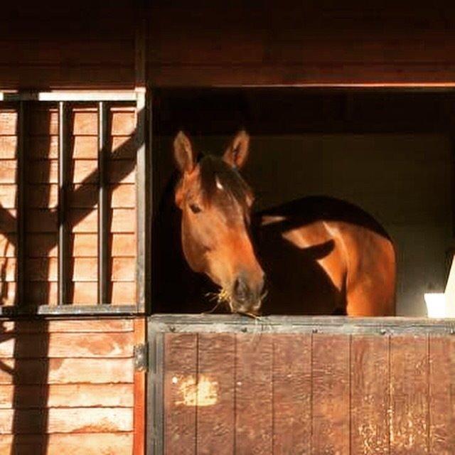 Dansk Varmblod Tankedals Hurricane billede 9