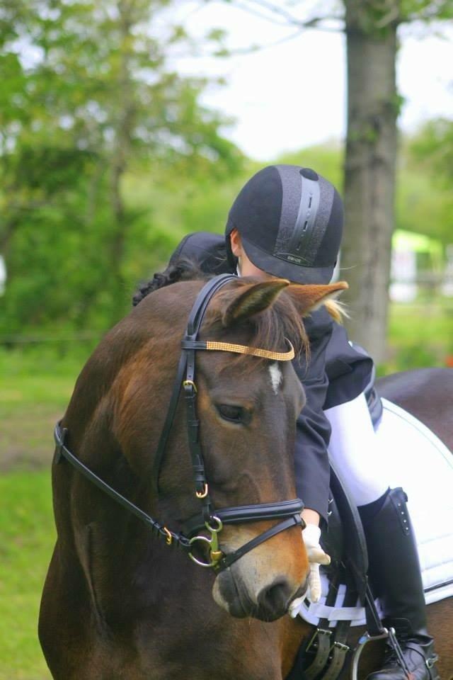 New Forest Fair Choice Paris billede 3