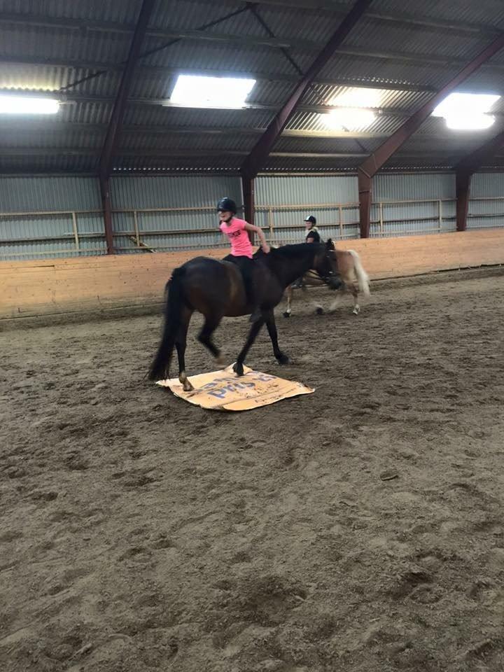 New Forest Fair Choice Paris billede 9