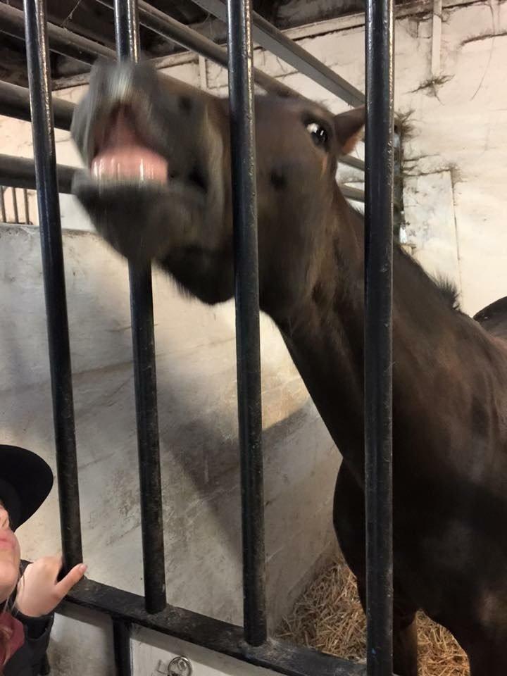 New Forest Fair Choice Paris billede 11