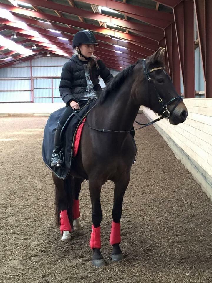 New Forest Fair Choice Paris billede 6