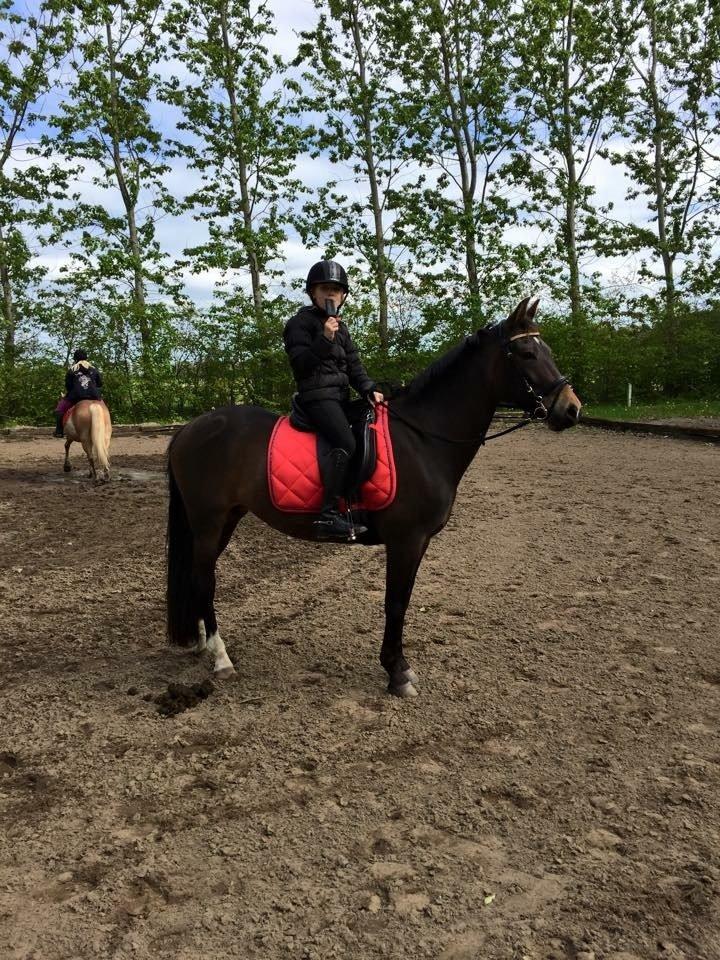 New Forest Fair Choice Paris billede 8