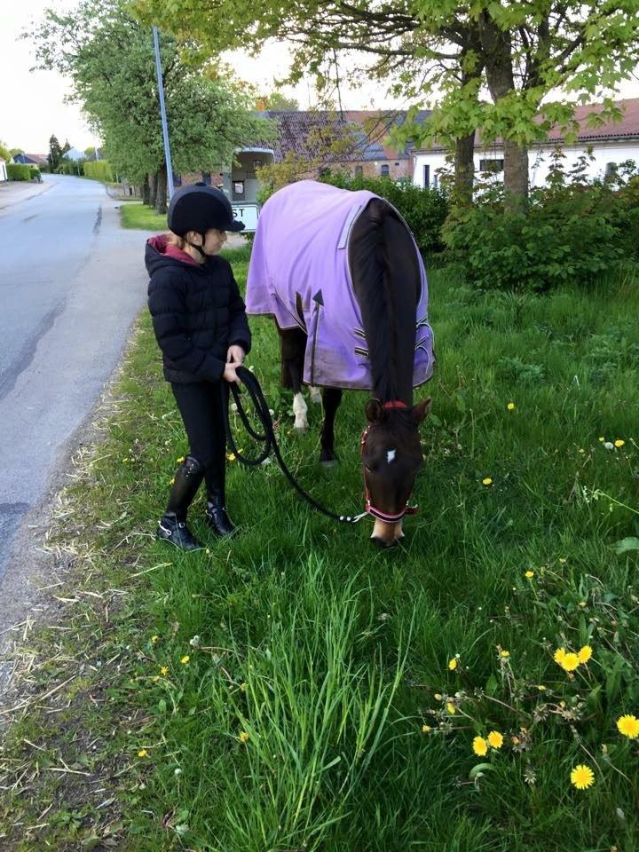 New Forest Fair Choice Paris billede 10