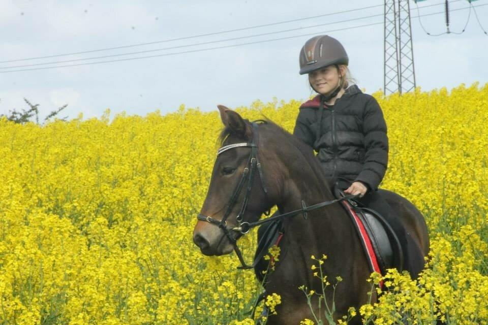 New Forest Fair Choice Paris billede 14