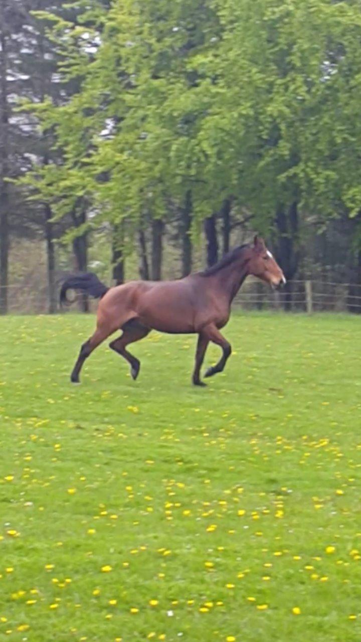 Anden særlig race Træholt's Pretty Boy  billede 19