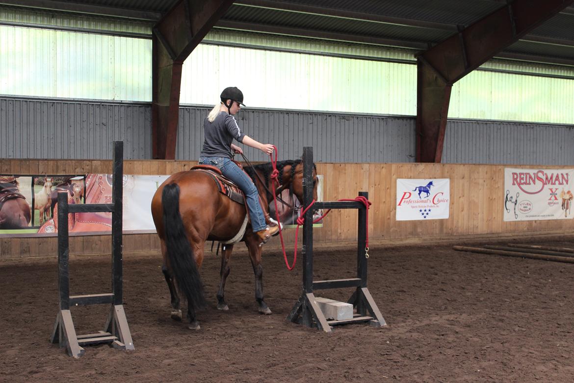 Quarter Tag This Chic - Igennem låge i fin stil til landsholdsclinic juli 2015. Første undervisning i trail og (så vidt vides) Chicas første gang på trailbane. billede 5