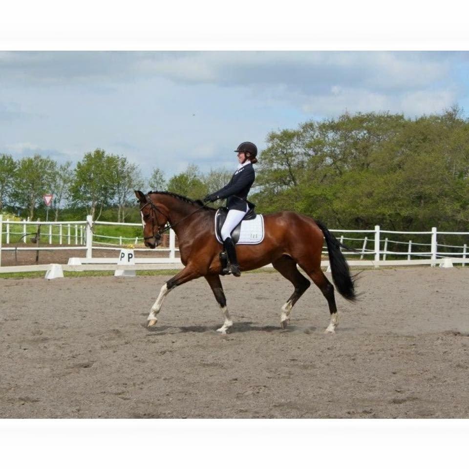 Dansk Varmblod Miss Felicia - Til stævne i St. Restrup rideklub :-) Forår 2015. billede 5