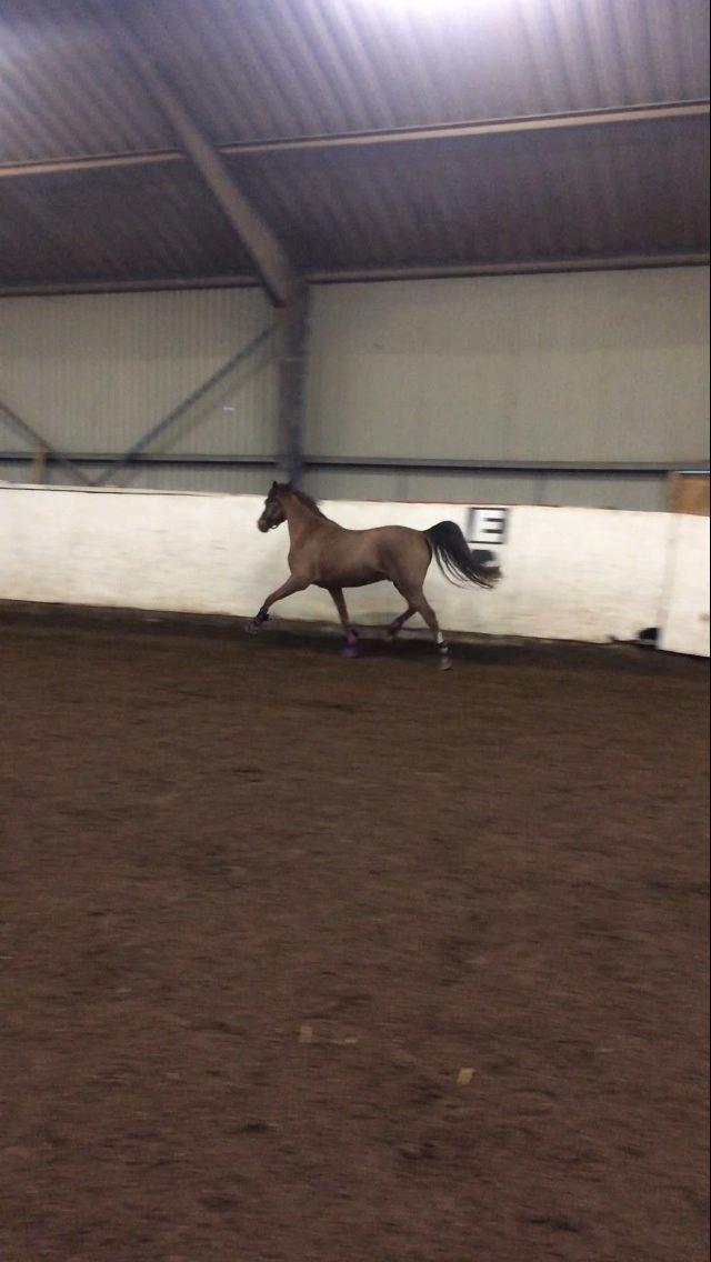 Welsh Pony (sec B) Tophøjs walco billede 5