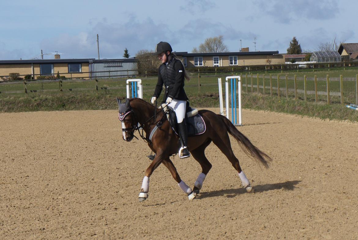 Welsh Pony (sec B) Tophøjs walco billede 6