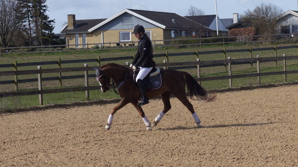 Welsh Pony (sec B) Tophøjs walco billede 8