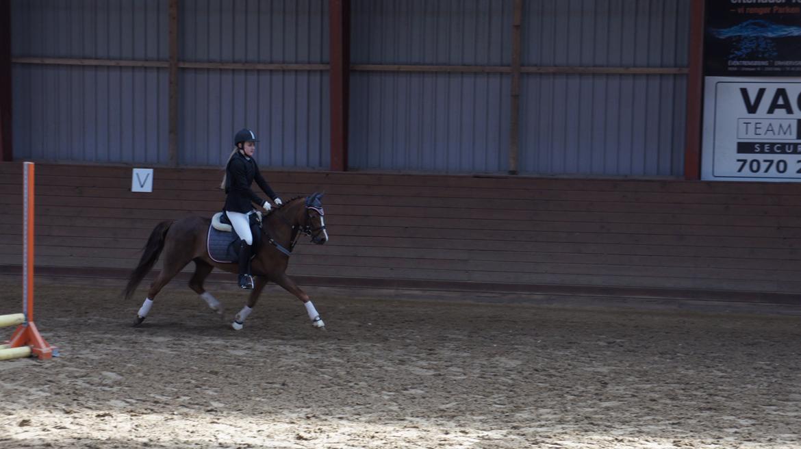 Welsh Pony (sec B) Tophøjs walco billede 10