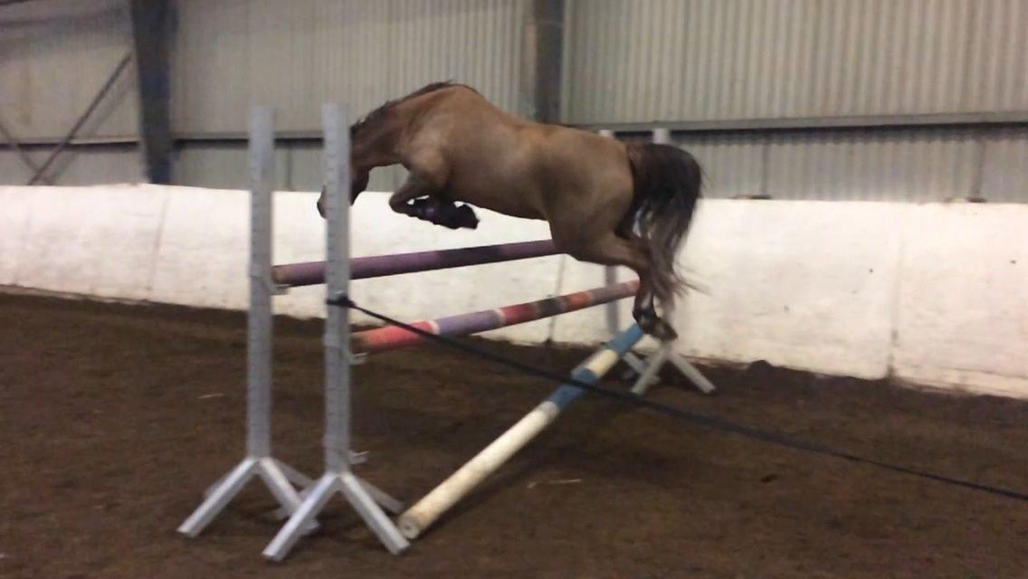 Welsh Pony (sec B) Tophøjs walco billede 3