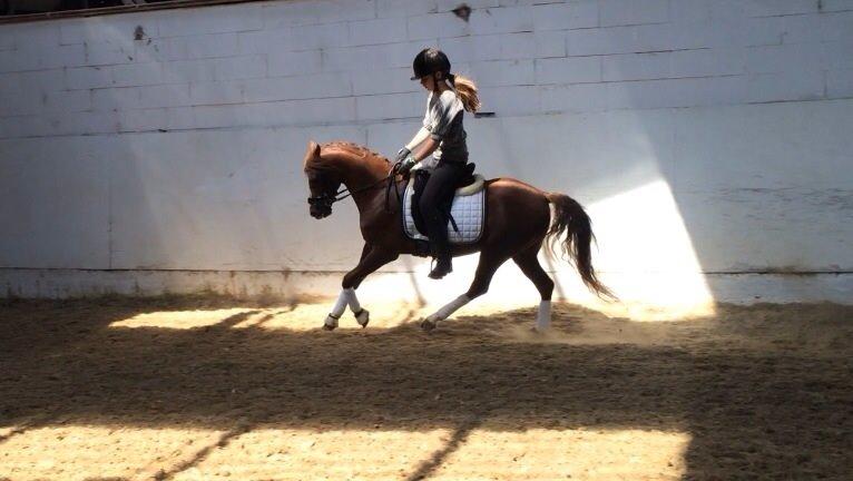 Welsh Pony (sec B) Tophøjs walco billede 16