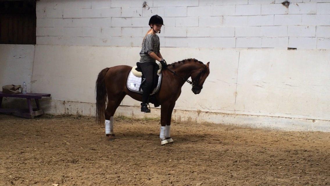 Welsh Pony (sec B) Tophøjs walco billede 18