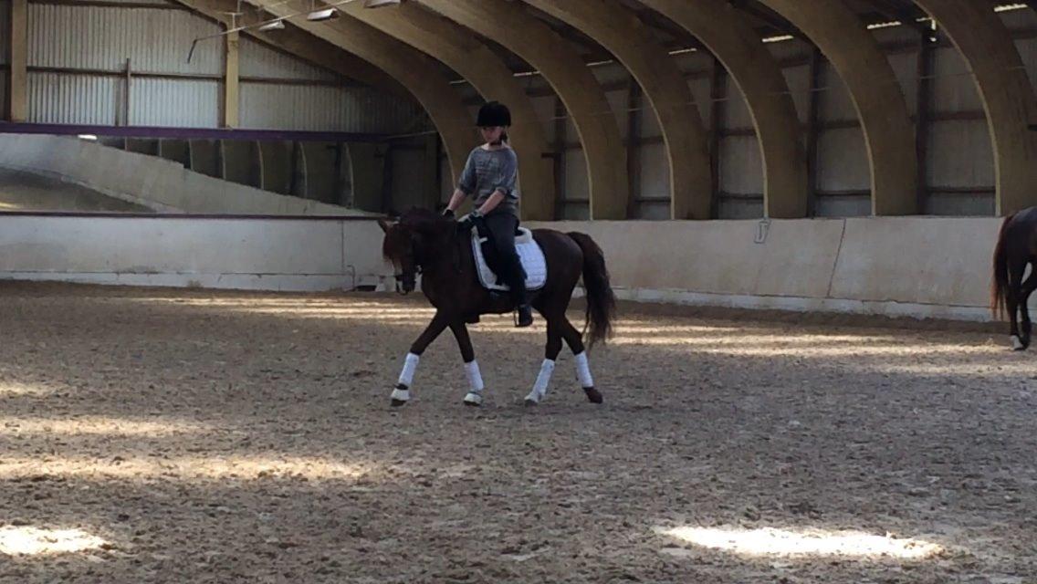 Welsh Pony (sec B) Tophøjs walco billede 19