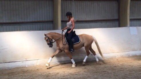 DSP Commendor billede 1