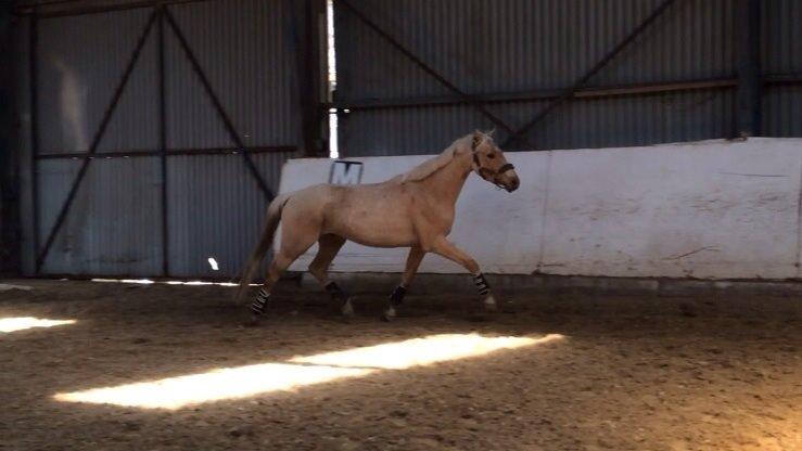 DSP Commendor billede 5