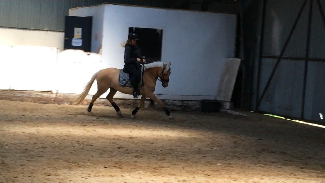 DSP Commendor billede 7