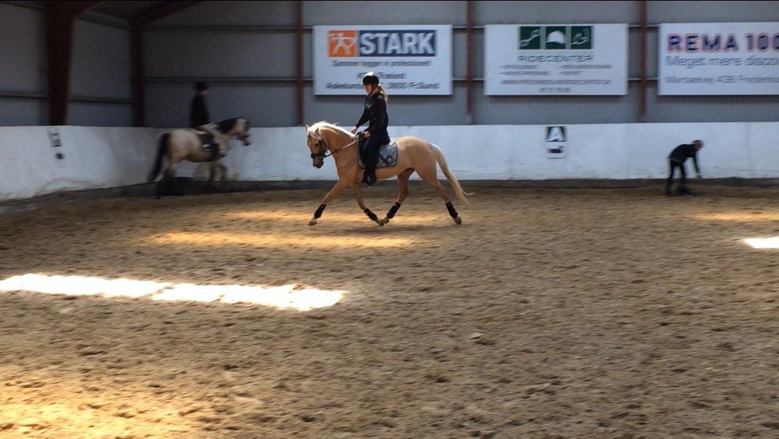 DSP Commendor billede 8