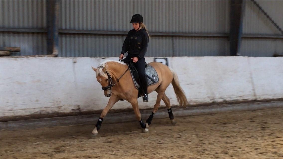 DSP Commendor billede 9