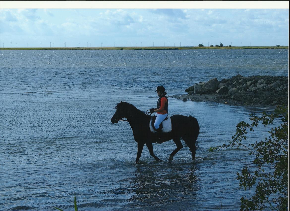 Welsh Cob (sec D) Låddenhøjs Bogart billede 8