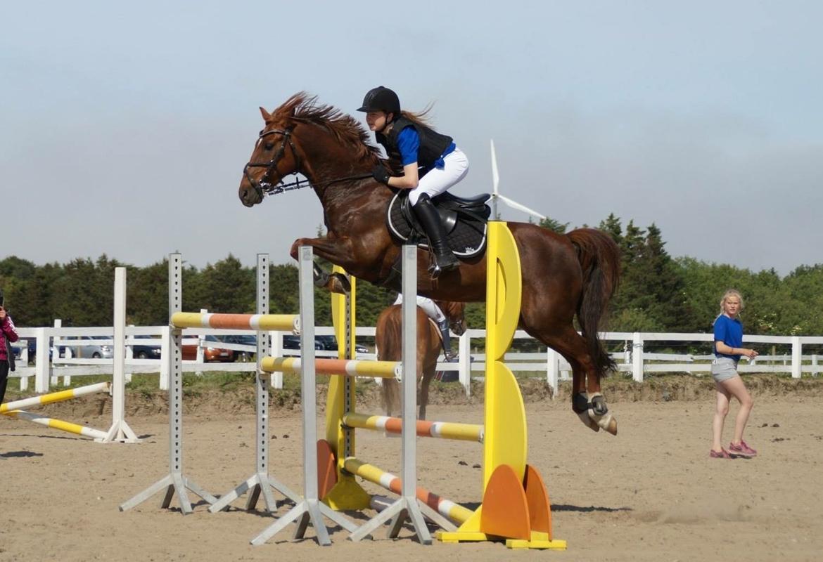 Hollandsk Sportspony Iwan A-pony - Mig og Iwan til højdesprings-koncurennce<3 Vi sprang 145 cm!<3 billede 10