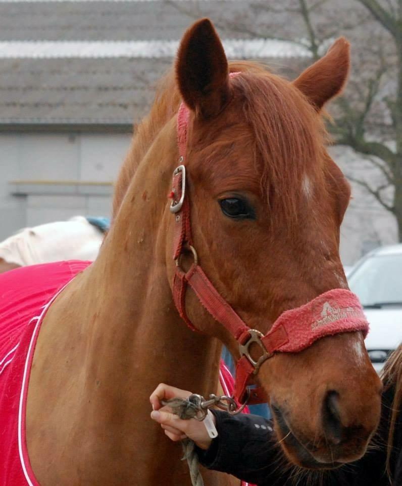 Anden særlig race Redstar billede 20