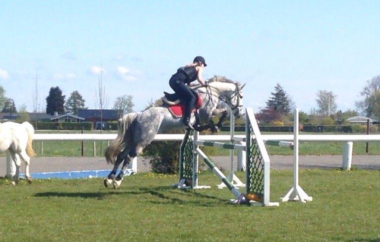 Holstener Zi-Zi billede 9