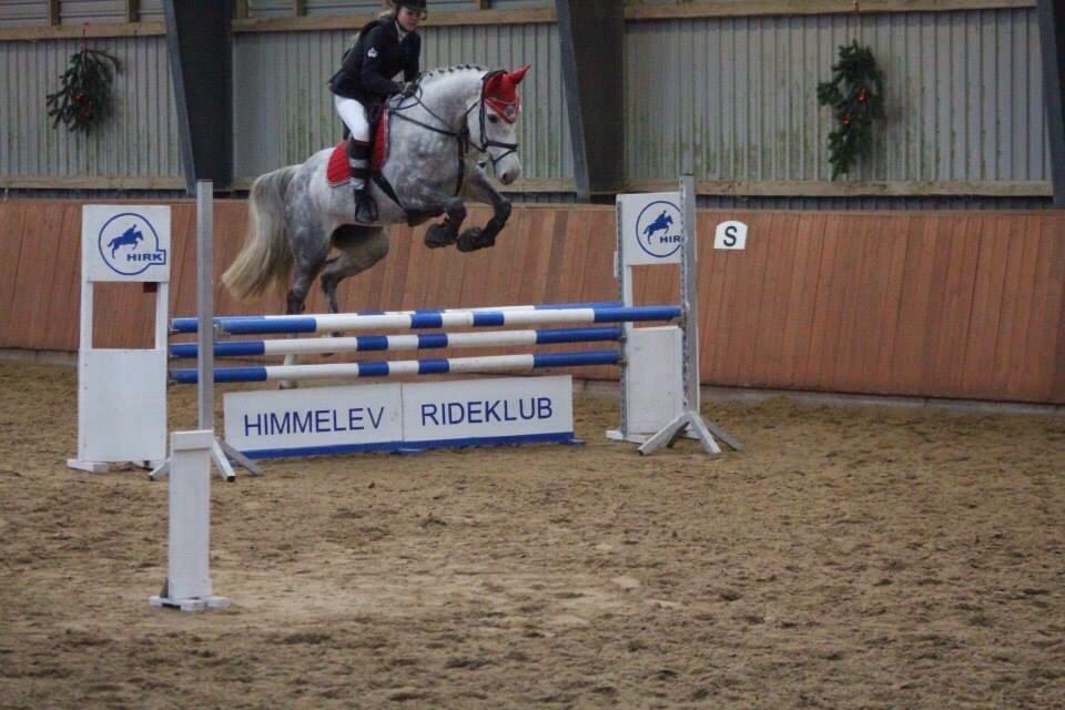 Holstener Zi-Zi billede 14