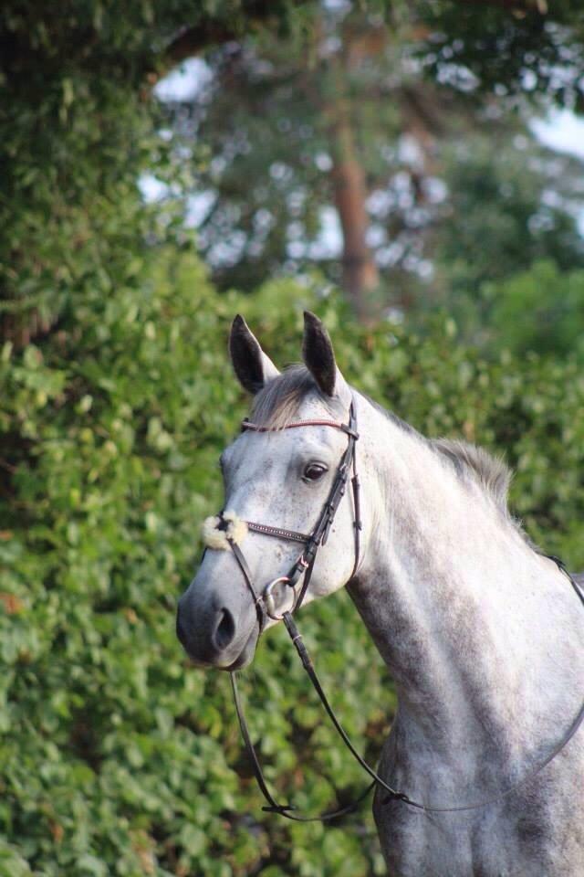 Holstener Zi-Zi billede 15