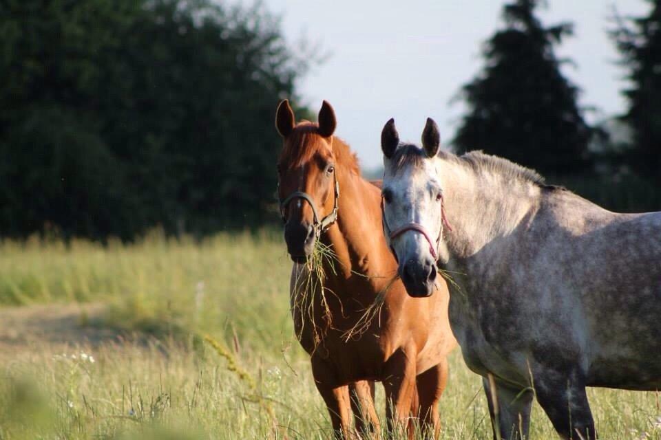 Holstener Zi-Zi billede 20