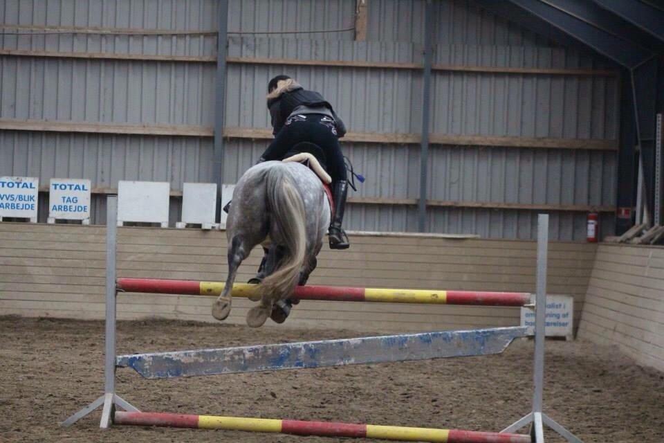 Holstener Zi-Zi billede 24