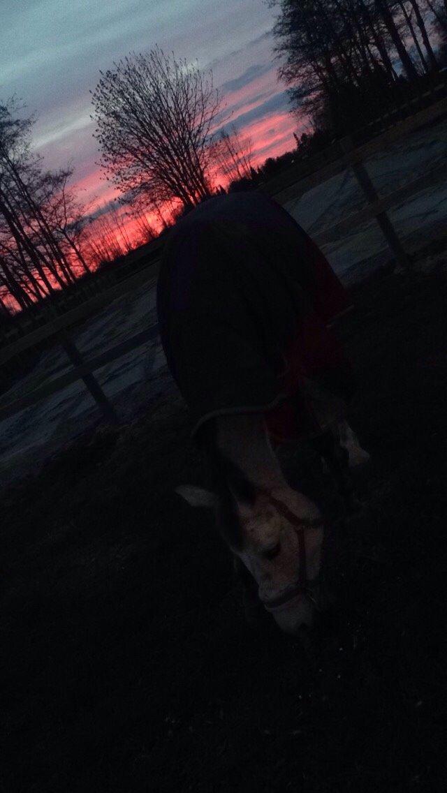 Holstener Zi-Zi billede 25