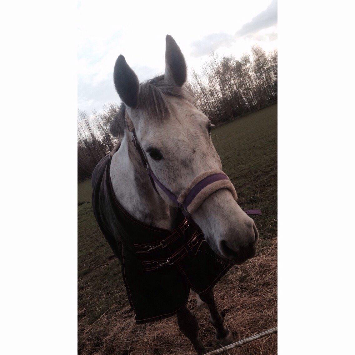 Holstener Zi-Zi billede 26